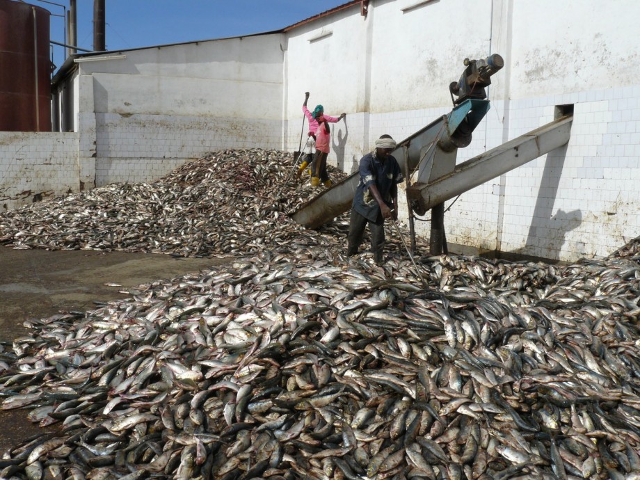 fish_meal1.jpeg