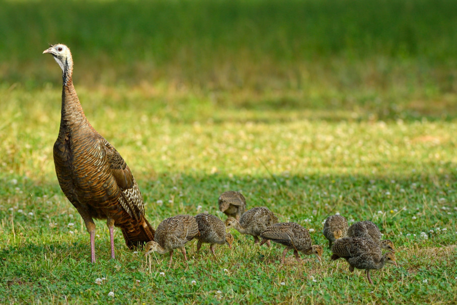 wild_turkey_poults_family.jpg